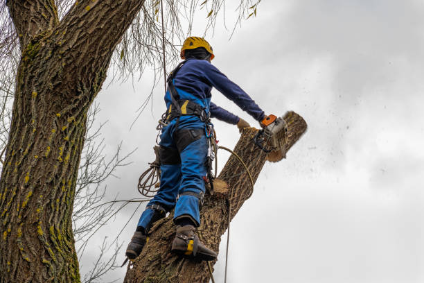 Best Tree Preservation Services  in Grizzly Flats, CA